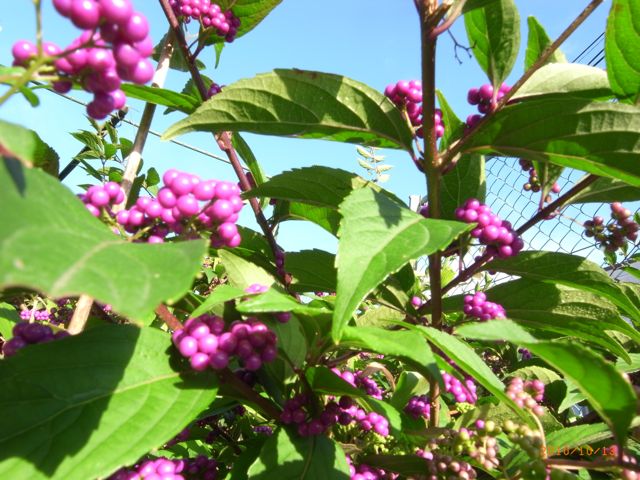 庭の紫式部　写真