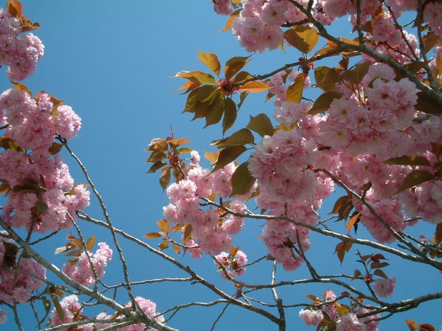 八重桜　写真