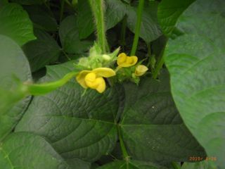 小豆の花　写真