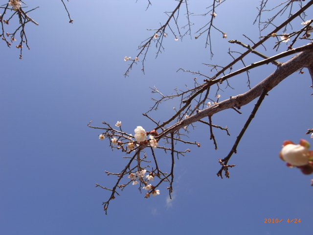 桃の花　写真